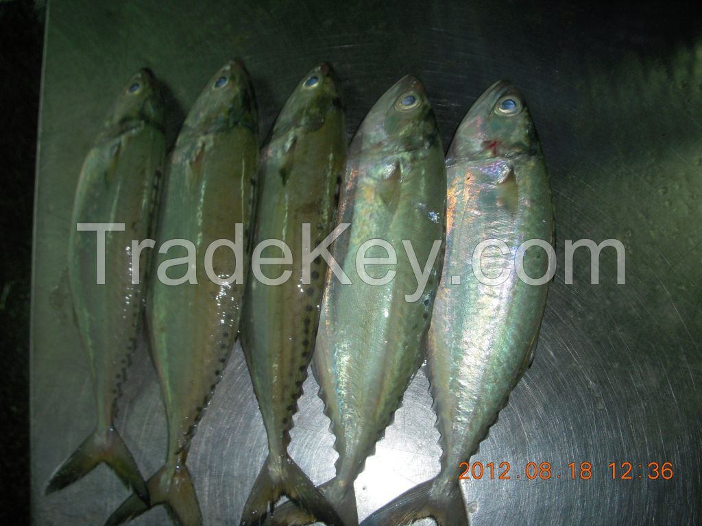 FROZEN INDIA MACKEREL