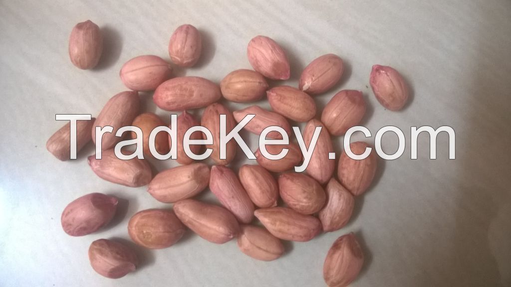 Manufacturer and exporter of all types of Peanuts/Groundnuts
