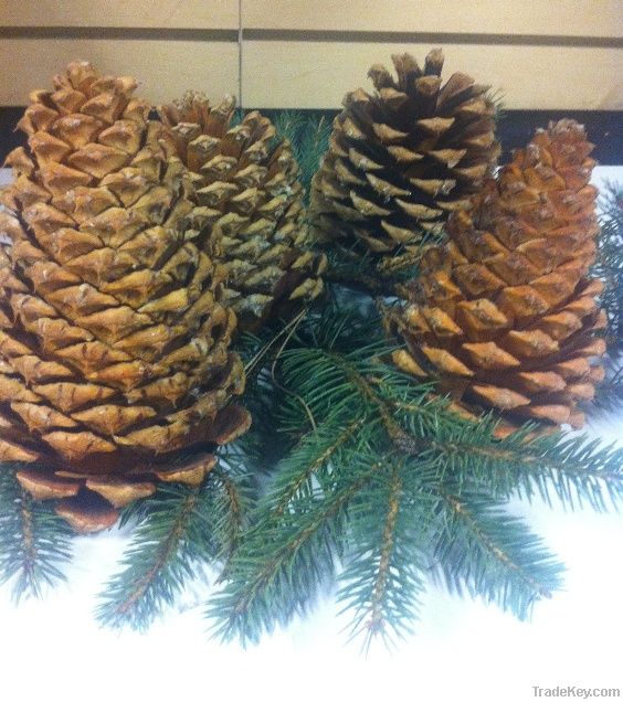 Natural Jeffrey Pine Cones