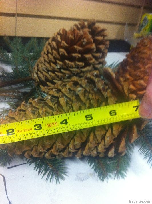 Natural Jeffrey Pine Cones