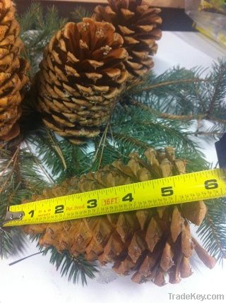Natural Jeffrey Pine Cones