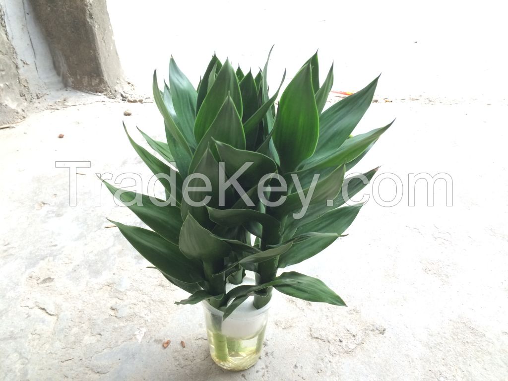 Lucky Bamboo Dracaena Sanderiana Spiral Bamboo