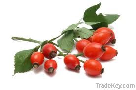 rose hip oil