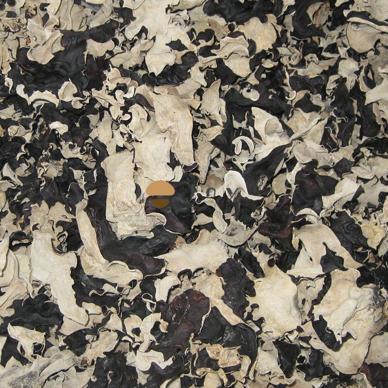 Dehydrated dried white back black fungus auricularia polytricha