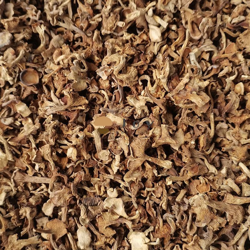 Dehydrated wild dried chanterelles mushroom cantharellus cibarius
