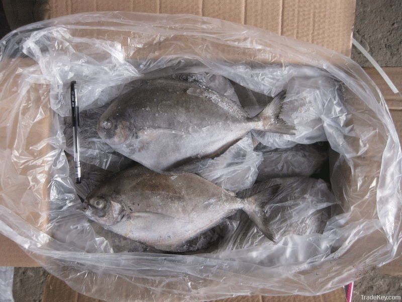 Frozen black pomfret/pompano