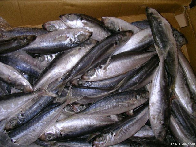 Frozen horse mackerel