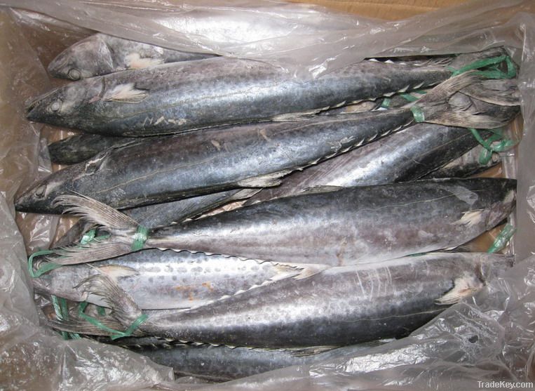 Frozen spanish mackerel