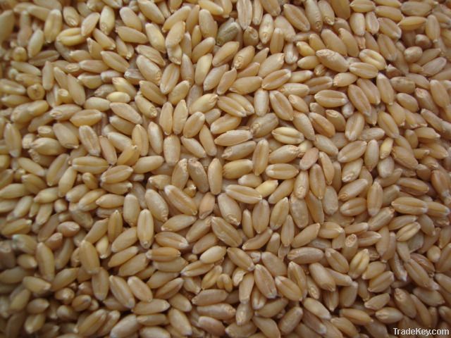 indian origin wheat