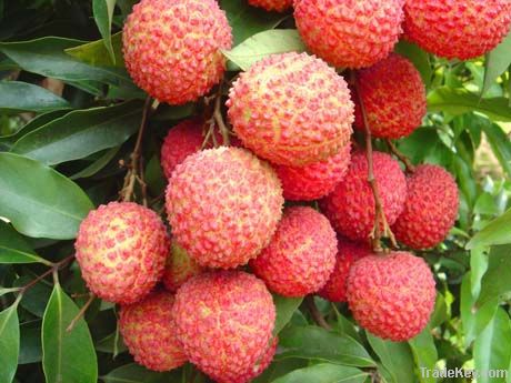 100% Natural Litchi Extract