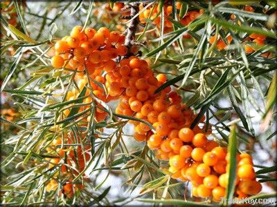 Seabuckthorn Fruit Extract