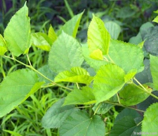 herbal mulberry leaf extract