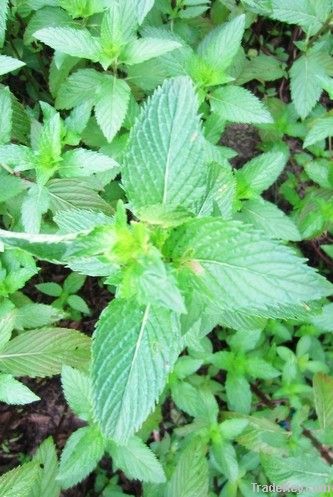 natural herbal mint extract