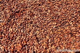 cocoa beans