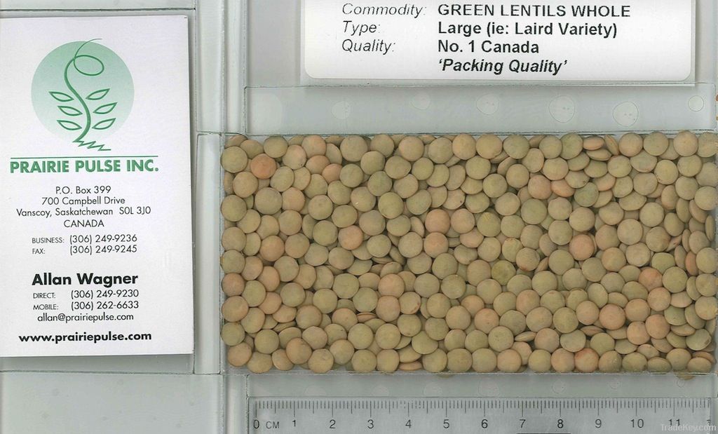 Green Lentils, Large