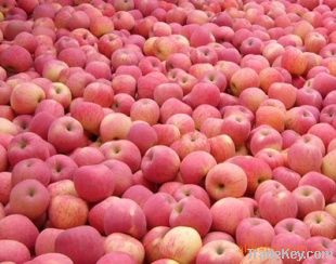 fresh fuji apples