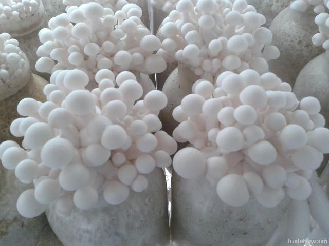 white beech mushroom