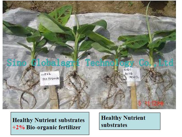 Special Bio-organic Fertilizer for Seedling