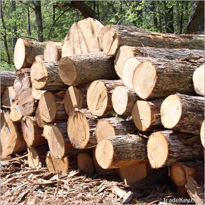 Teak Logs and Lumber