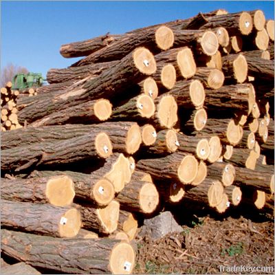 Teak Logs and Lumber