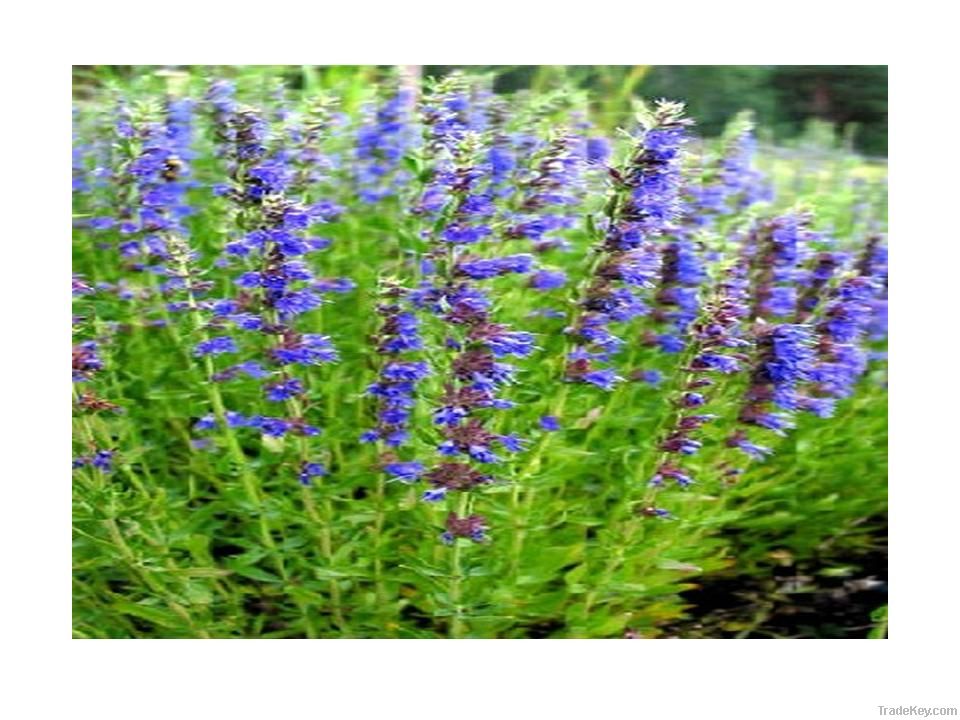 Hyssop officinalis