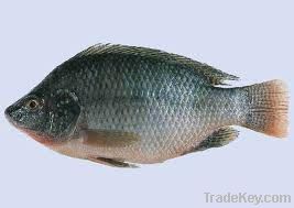 Quality Frozen Tilapia Fish