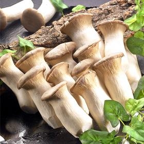 Eryngii Mushrooms
