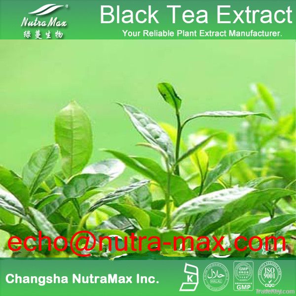 Black Tea Extract