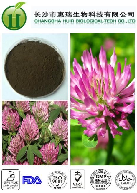 Red Clover Extract Trifolium pratense Extract Total isoflavone good for female