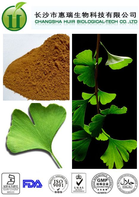 Ginkgo Biloba Extract 24%/6%Flavonoides/Lactone