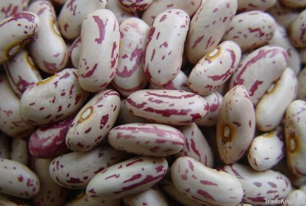 Kidney Beans (White | Red | Light Speckled | Black | Purple Speckled)