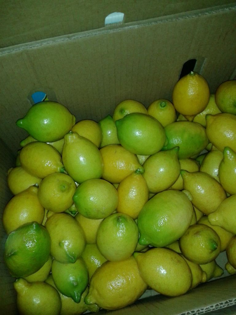 Fresh ( Adalia - Verna - Green lime) Lemon
