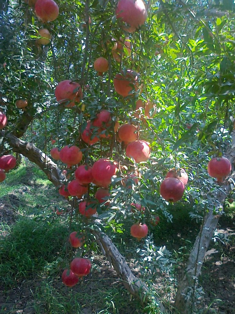 Red Sweet Pomegranates
