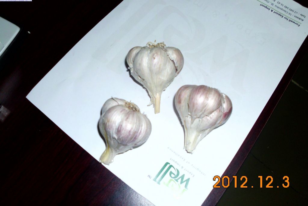 Fresh( White & Red ) Garlic