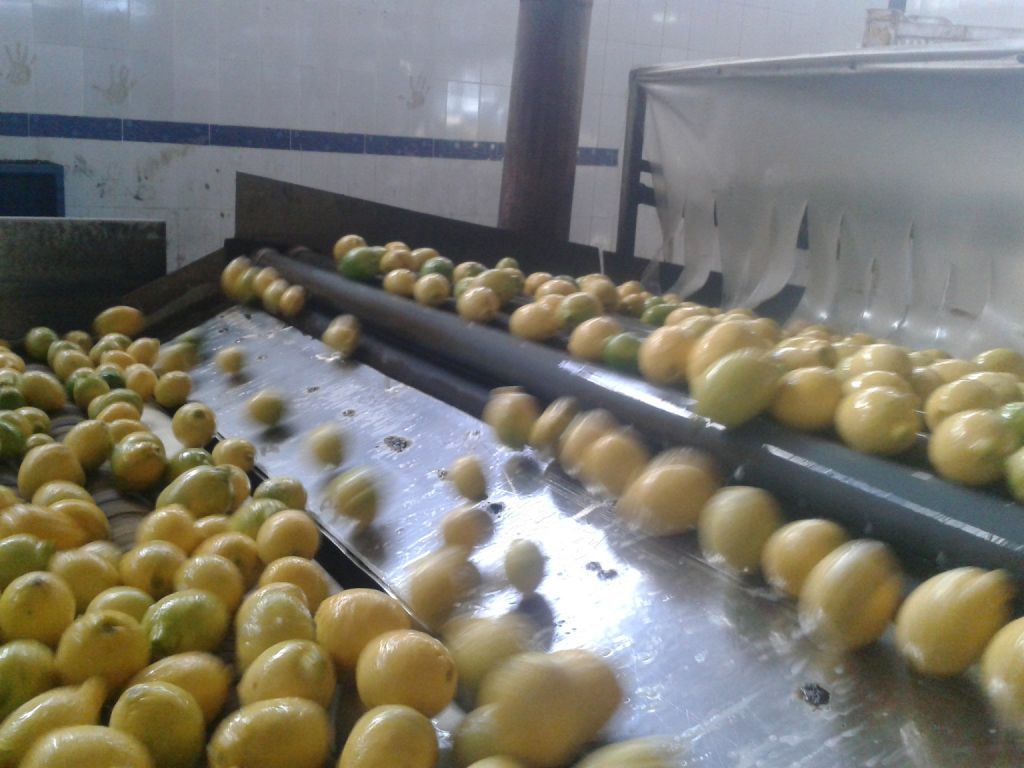 Fresh ( Adalia - Verna - Green lime) Lemon