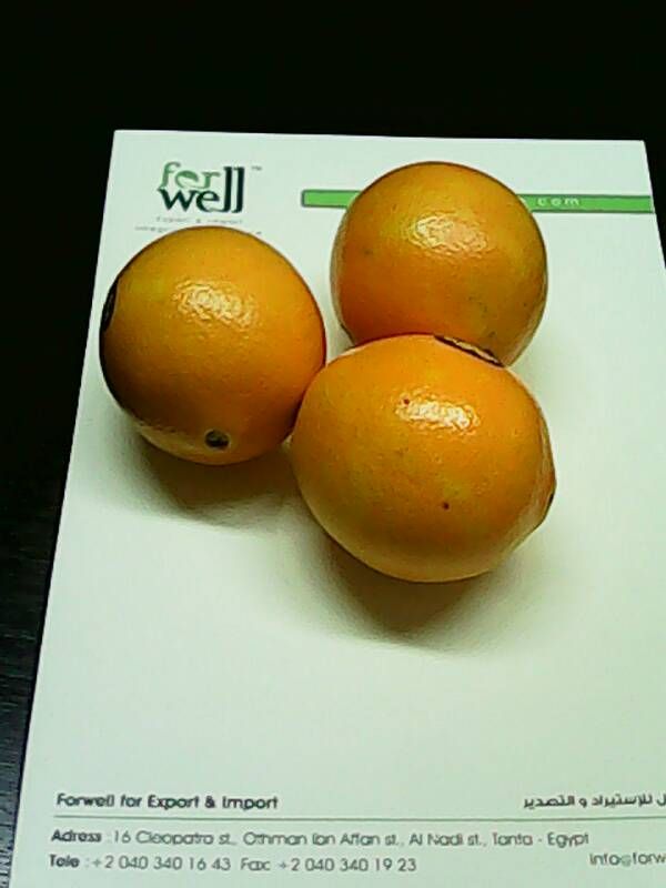 Fresh Navel Orange