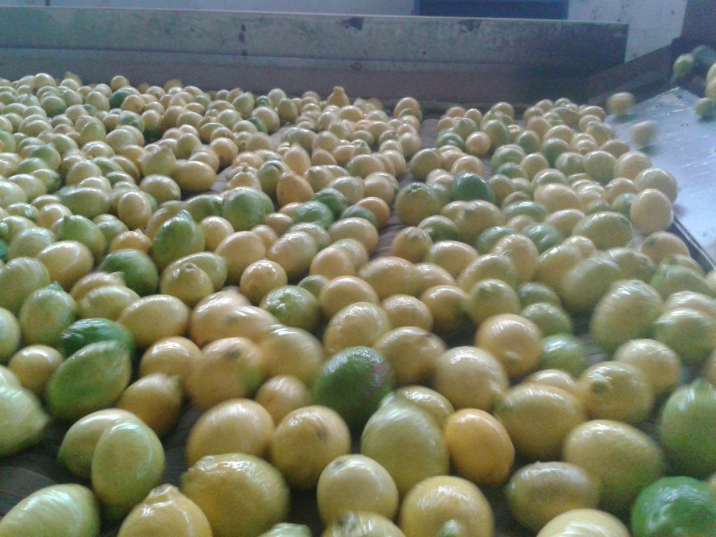 Fresh ( Adalia - Verna - Green lime) Lemon