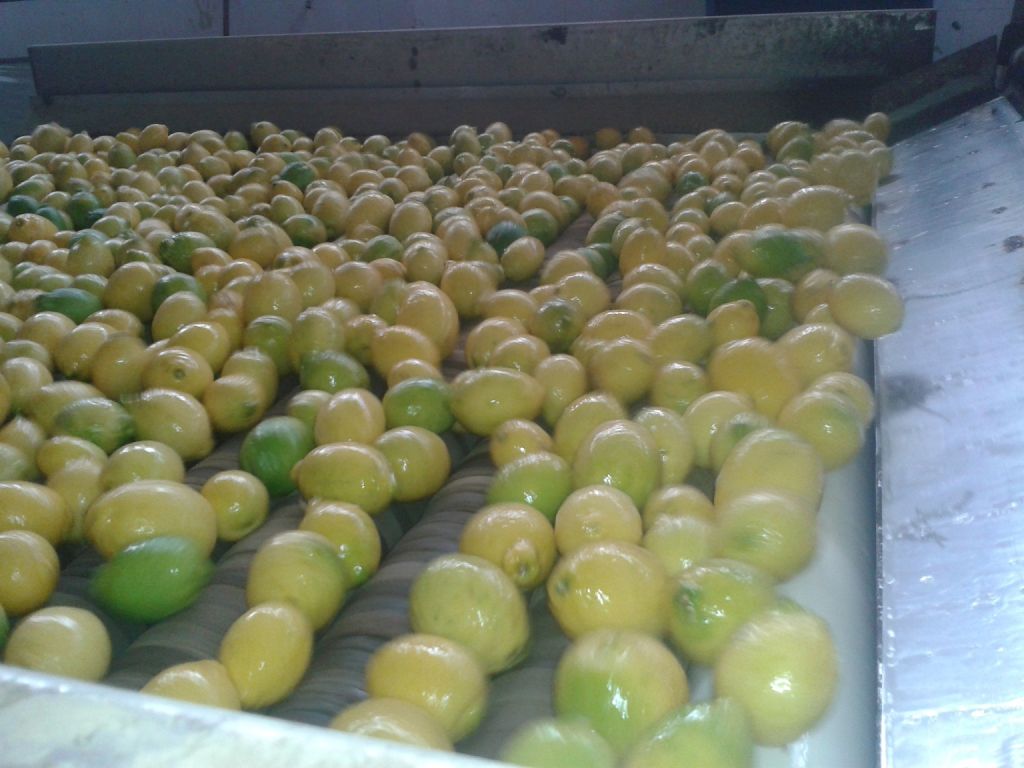 Fresh ( Adalia - Verna - Green lime) Lemon