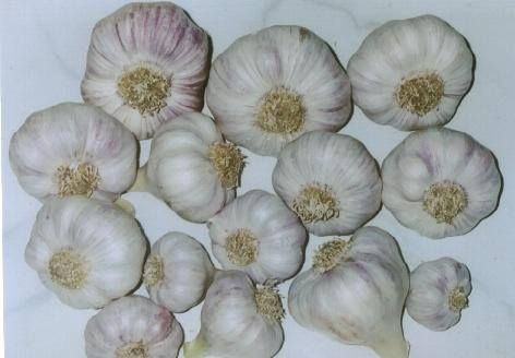 Fresh( White & Red ) Garlic