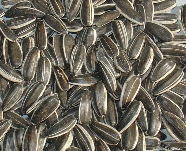 buy sunflower seeds 5009  ( 280-320pcs/50g)