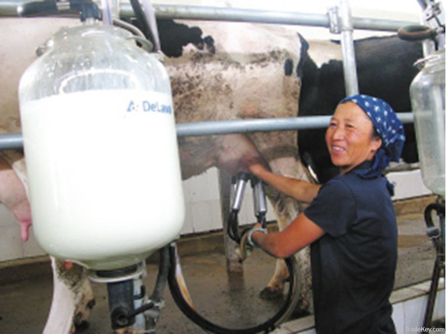 fish-bone milking machine parlor