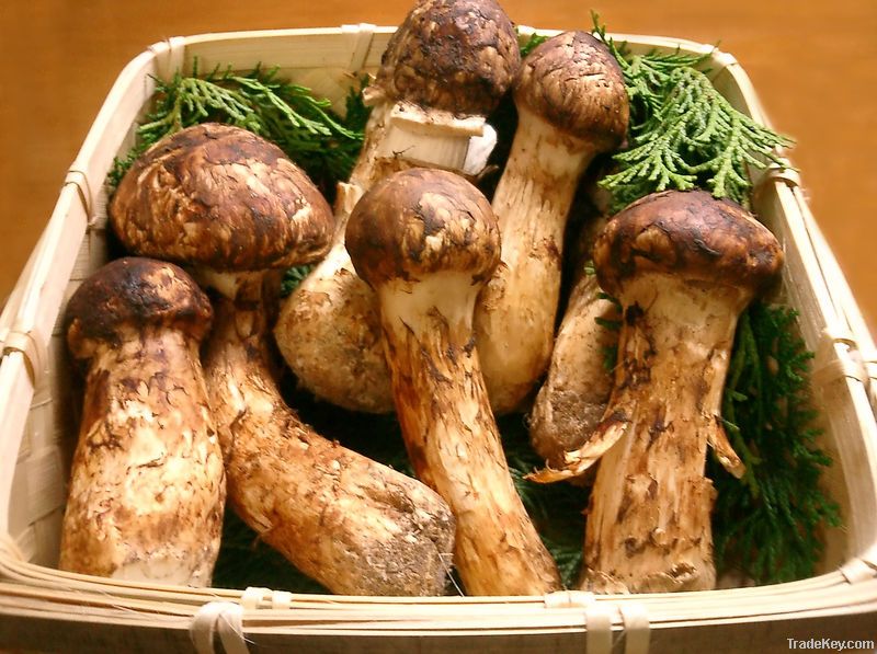 Tricholoma matsutake