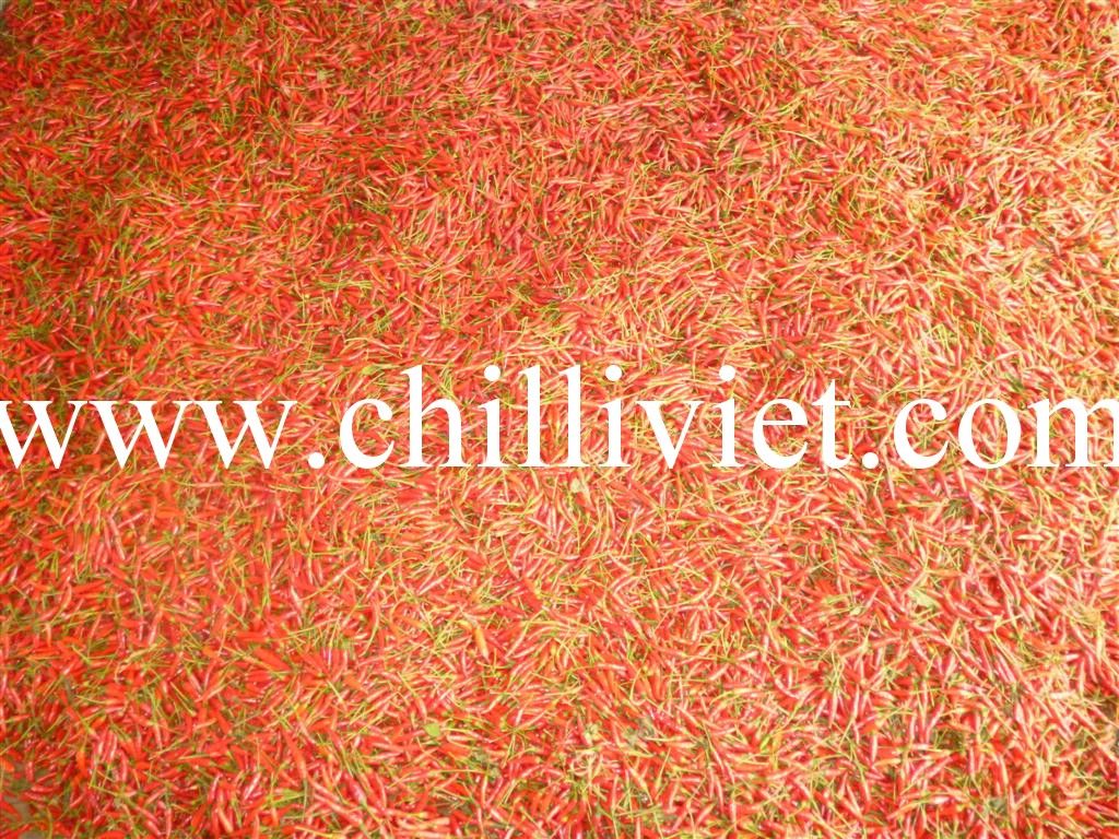 chilli