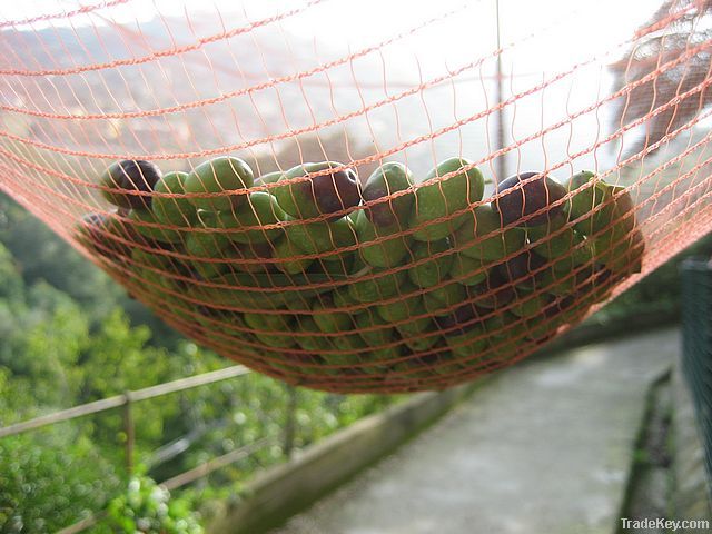 Olive net