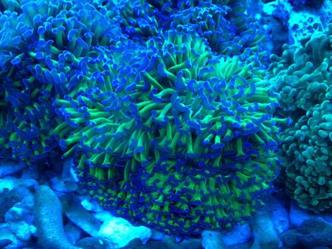 live coral (for sale)