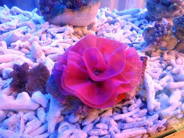 live coral (for sale)