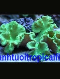  Mushroom corals