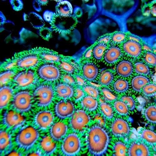 Zoanthid Polyps