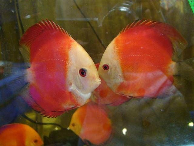 Discus Fish (for sale)