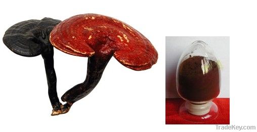 Reishi Mushroom P.E.